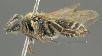 Media type: image;   Entomology 609557 Aspect: habitus lateral view